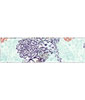 Bluet Headband