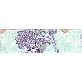 Bluet Headband